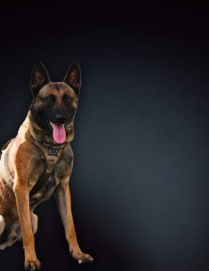 K9 Flyer - Copy